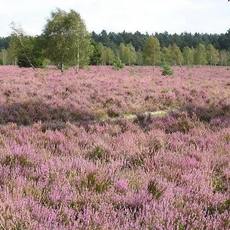 Natuurpark Calluna Midden In De Natuur! * Harfsen